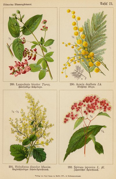 Lespedezia Bicolor, Acacia Dealbata, Holodiscus Discolor, Spiraea Japonica (litografía en color) de (after) German School