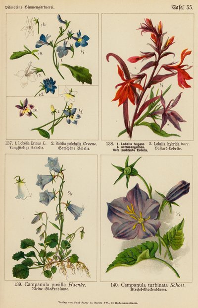 Lobelia Erinus, Bolelia Pulchella, Lobelia Fulgens, Lobelia Hybrida, Campanula Pusilla, Campanula Turbinata (litografía en color) de (after) German School