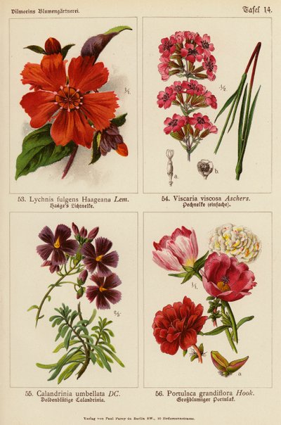 Lychnis Fulgens Haageana, Viscaria Viscosa, Calandrinia Umbellata, Portulaca Grandiflora (litografía en color) de (after) German School