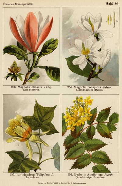 Magnolia Obovata, Magnolia Conspicua, Liriodendron Tulipifera, Berberis Aquifolium (colour litho) de (after) German School