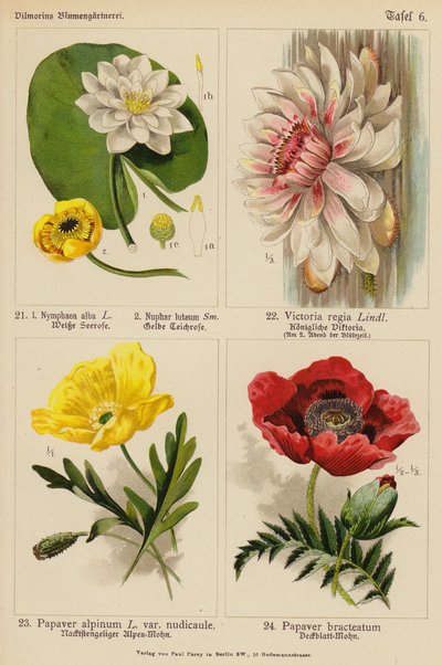 Nymphaea Alba, Nuphar Luteum, Victoria Regia, Papaver Alpinum, Papaver Bracteatum (litografía en color) de (after) German School