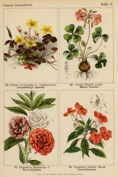 Oxalis Corniculata, Oxalis Deppei, Impatiens Balsamina, Impatiens Sultani (litografía en color) de (after) German School