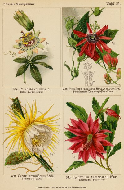 Passiflora Coerulea, Passiflora Racemosa, Cereus Grandiflorus, Epiphyllum Ackermannii (litografía en color) de (after) German School