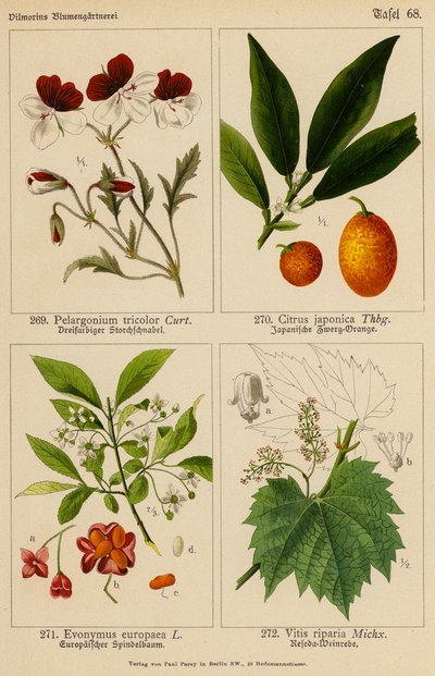 Pelargonium Tricolor, Citrus Japonica, Evonymus Europaea, Vitis Riparia (litografía en color) de (after) German School