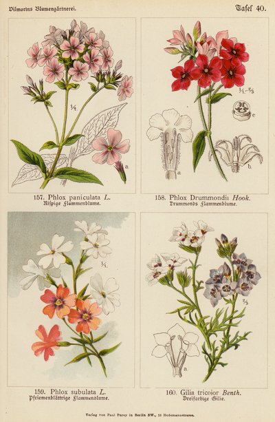 Phlox Paniculata, Phlox Drummondii, Phlox Subulata, Gilia Tricolor (litografía en color) de (after) German School