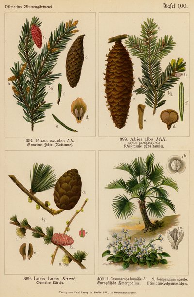 Picea Excelsa, Abies Alba, Larix Larix, Chamaerops Humilis, Jonopsidium Acaule (litografía en color) de (after) German School