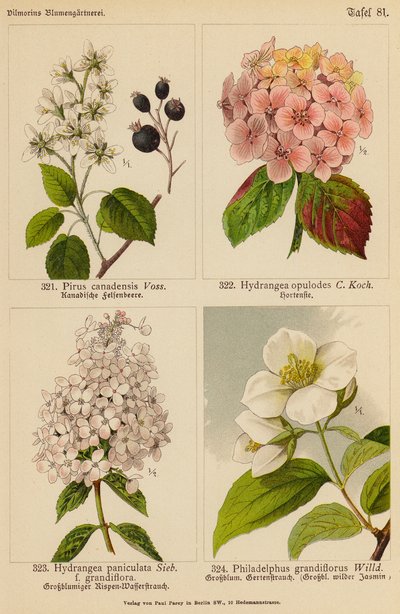 Pirus Canadensis, Hydrangea Opulodes, Hydrangea Paniculata, Philadelphus Grandiflorus (litografía en color) de (after) German School