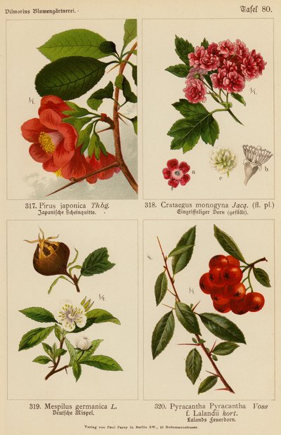 Pirus Japonica, Crataegus Monogyna, Mespilus Germanica, Pyracantha Pyracantha (litografía en color) de (after) German School