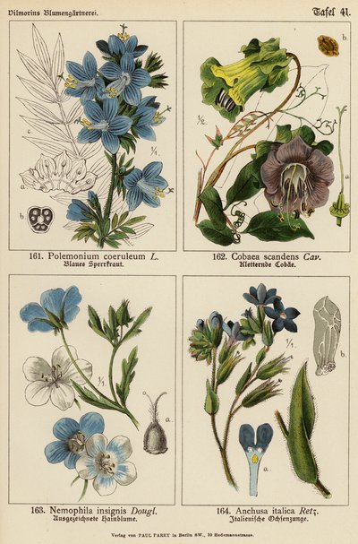 Polemonium Coeruleum, Cobaea Scandens, Nemophila Insignis, Anchusa Italica (litografía en color) de (after) German School