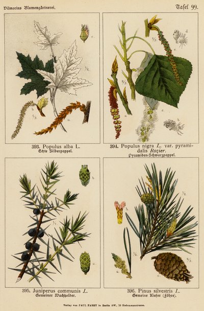 Populus Alba, Populus Nigra, Juniperus Communis, Pinus Silvestris (litografía en color) de (after) German School