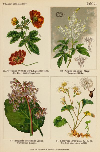 Potentilla Hybrida, Astilbe Japonica, Bergenia Crassifolia, Saxifraga Granulata (colour litho) de (after) German School