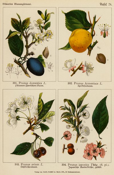 Prunus Domestica, Prunus Armeniaca, Prunus Avium, Prunus Japonica (litografía en color) de (after) German School