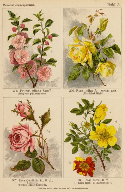 Prunus Triloba, Rosa Indica, Rosa Centifolia, Rosa Lutea (colour litho) de (after) German School