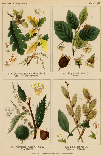 Quercus Pedunculata, Fagus Silvatica, Castanea Vulgaris, Salix Caprea (litografía en color) de (after) German School
