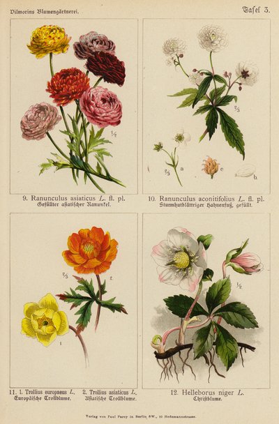 Ranunculus Asiaticus, Ranunculus Aconitifolius, Trollius Europeaeus, Trollius Asiaticus, Helleborus Niger (litografía en color) de (after) German School