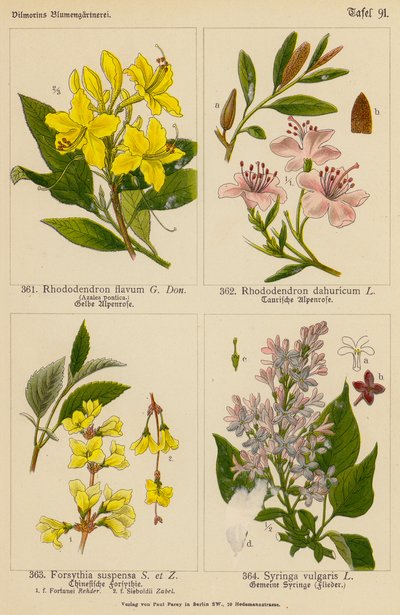 Rhododendron Flavum, Rhododendron Dahuricum, Forsythia Suspensa, Syringa Vulgaris (litografía en color) de (after) German School