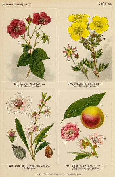 Rubus Odoratus, Potentilla Fruticosa, Prunus Amygdalus, Prunus Persica (litografía en color) de (after) German School