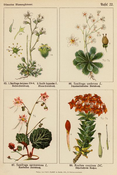 Saxifraga Decipiens, Saxifraga Hypnodes, Saxifraga Umbrosa, Saxifraga Sarmentosa, Rochea Coccinea (colour litho) de (after) German School