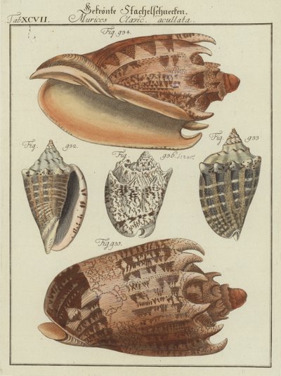 Conchas de (after) German School