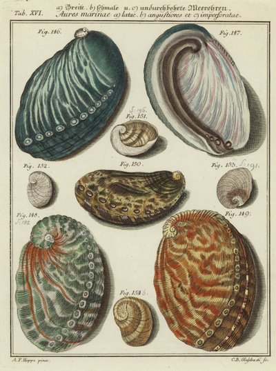 Conchas de (after) German School