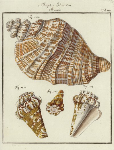 Conchas (grabado coloreado) de (after) German School