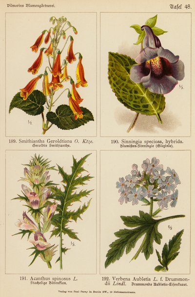 Smithiantha Geroldtiana, Sinningia Speciosa, Acanthus Spinosus, Verbena Aubletia (litografía en color) de (after) German School