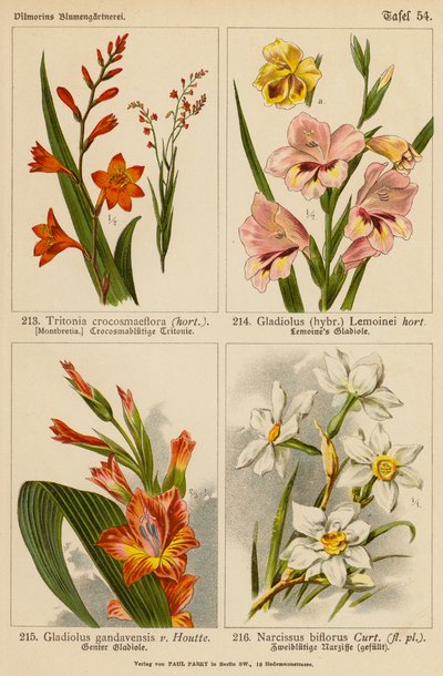 Tritonia Crocosmaeflora, Gladiolus Lemoinei, Gladioulus Gandavensis, Narcissus Biflorus (litografía en color) de (after) German School