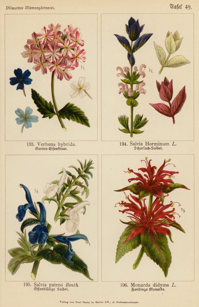 Verbena Hybrida, Salvia Horminum, Salvia Patens, Monarda Didyma (litografía en color) de (after) German School