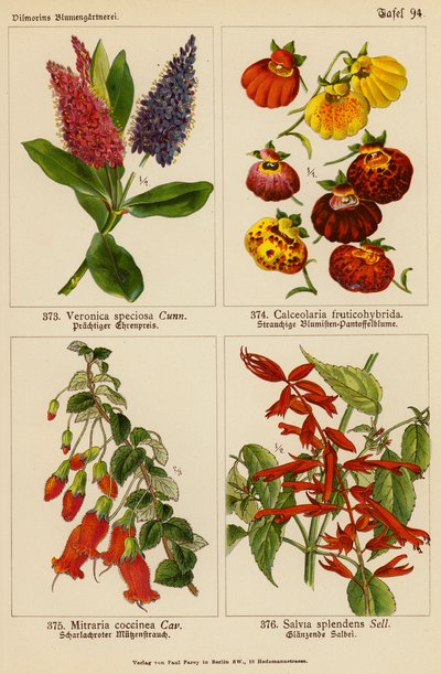 Veronica Speciosa, Calceolaria Fruticohybrida, Mitraria Coccinea, Salvia Splendens (colour litho) de (after) German School