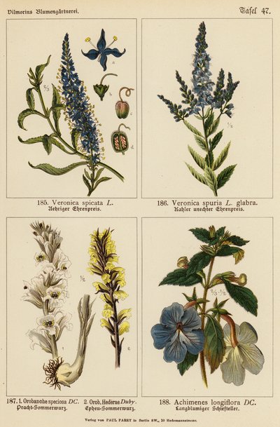 Veronica Spicata, Veronica Spuria, Orobanche Speciosa, Orobanche Hederae, Achimenes Longiflora (litografía en color) de (after) German School