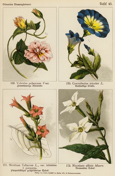Volvulus Pubescens, Convolvulus Tricolor, Nicotiana Tabacum, Nicotiana Affinis (litografía en color) de (after) German School