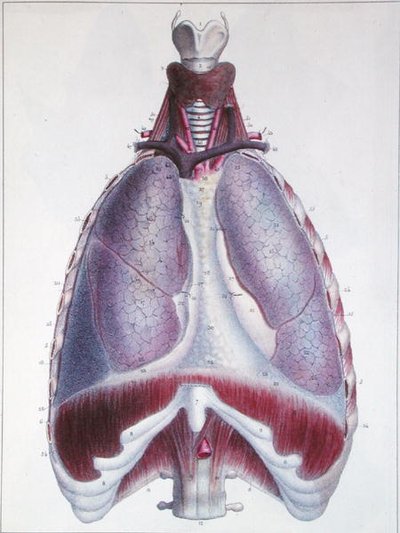 Anatomía de los pulmones, de 