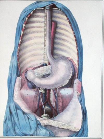 Anatomía del esófago y el estómago, de 