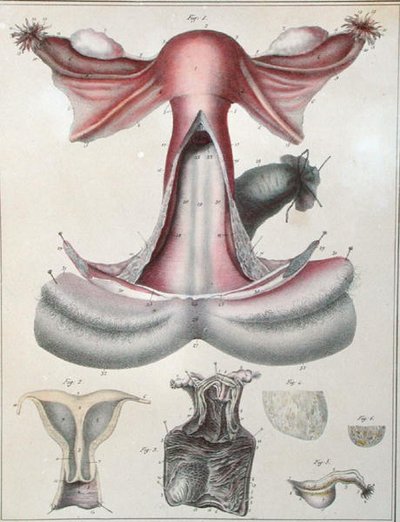 Anatomía del útero, de 