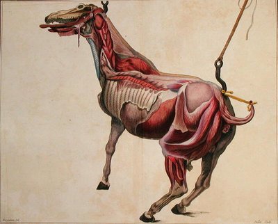 Caballo desollado, de 