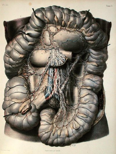 Los nervios del intestino grueso, El cerebro, lámina de 