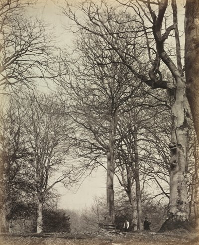Haya de la Reina Adelaida, antes de 1864 de 14th Earl of Caithness James Sinclair