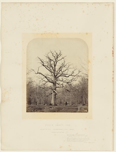 Roble de la Reina Ana de 14th Earl of Caithness James Sinclair