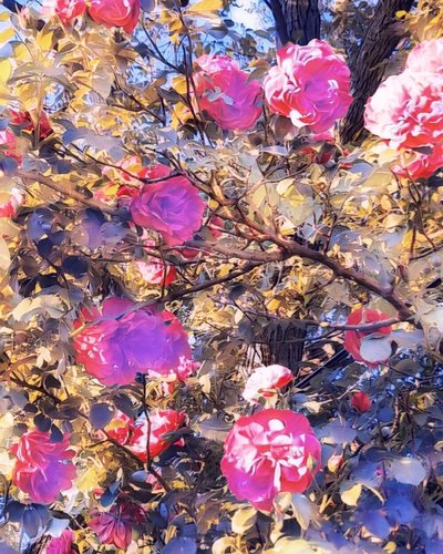Rosas para la Virgen María. de Margareta Uliarte