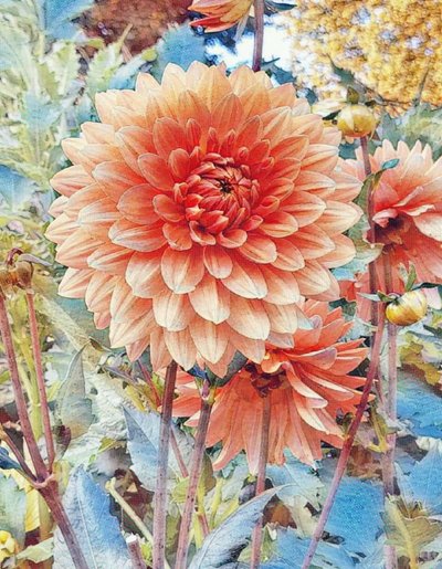 Rosa Dahlie. de Margareta Uliarte