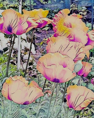 Amapolas. de Margareta Uliarte