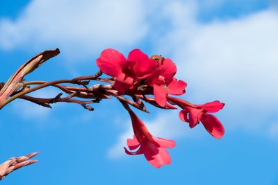 Rosas fotografiadas sobre un fondo suave, natural y artístico. de Albert Mansour