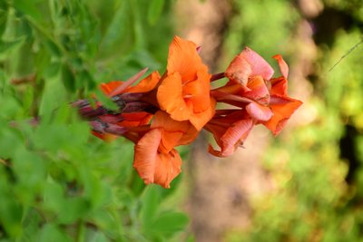 Rosas fotografiadas sobre un fondo suave, natural y artístico. de Albert Mansour