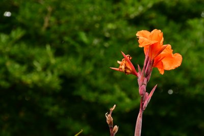 Rosas fotografiadas sobre un fondo suave, natural y artístico. de Albert Mansour
