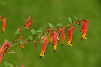 Rosas fotografiadas sobre un fondo suave, natural y artístico. de Albert Mansour