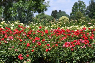 Arte floral al óleo de Albert Mansour