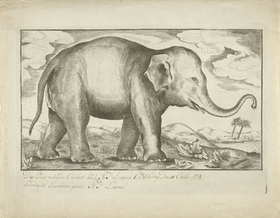 Elefante de A.J. Looxma