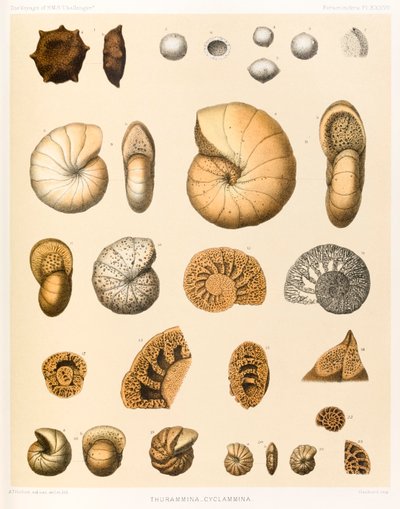 Thurammina-Cyclammina (Foraminifera PL. XXXVII) del 