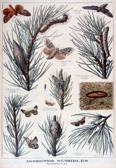 Insectos dañinos: mariposas y polillas que dañan los pinos, 1897 de A Clement