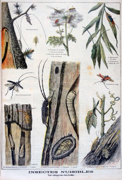 Insectos dañinos que son destructivos para los bosques, 1897 de A Clement